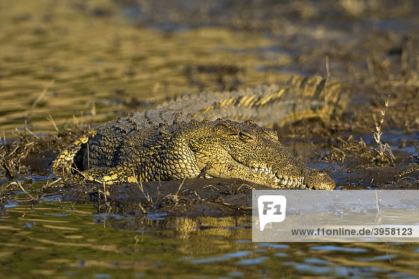 Nilkrokodil (Crocodylus niloticus) am Ufer des Choberivers  Chobe Nationalpark  Botswana  Afrika