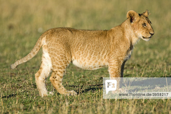 Lion (Panthera leo) cub Masai Mara National Reserve Kenya East Africa