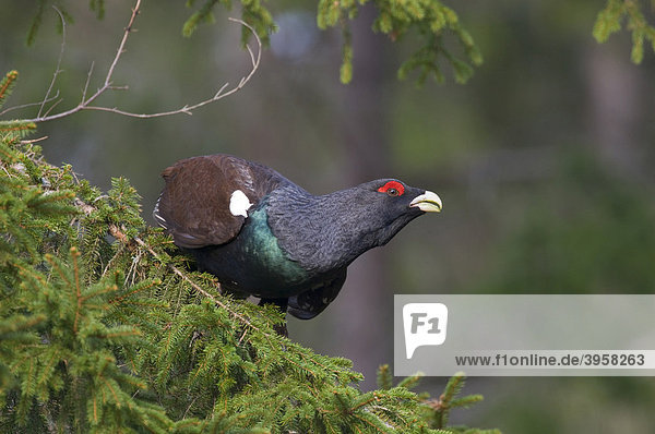 Auerhuhn Tetrao urogallus , Auerhahn bei der Baumbalz, Västergötland