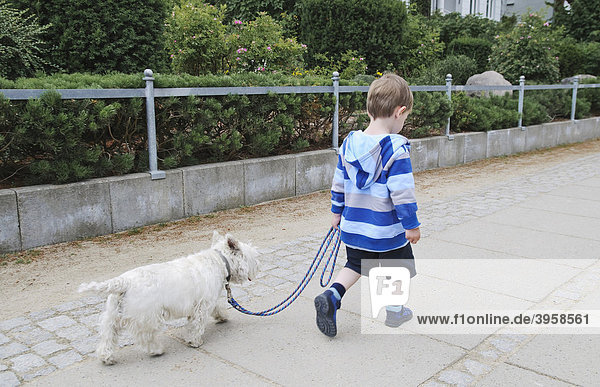 Young boy  2 years old  walking his dog  West Highland White Terrier  Westie  Germany  Europe