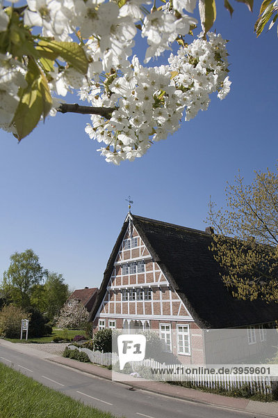 Charakteristisches Altländer Bauernhaus  Kirschblüte  Altes Land  Niederelbe  Niedersachsen  Norddeutschland  Deutschland  Europa