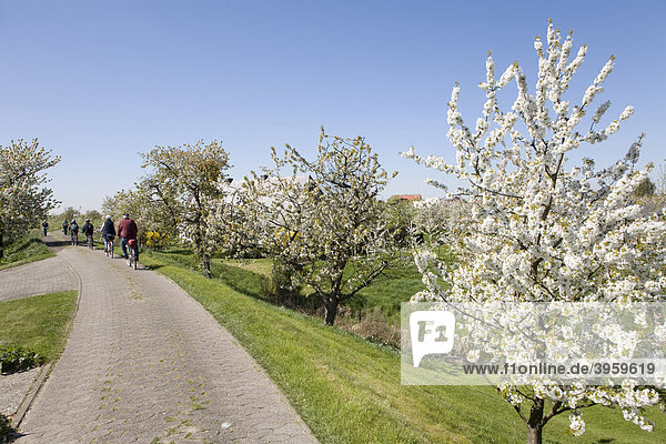 Das Obstanbaugebiet Altes Land zur Zeit der Kirschblüte  Niederelbe  Niedersachsen  Norddeutschland  Deutschland  Europa