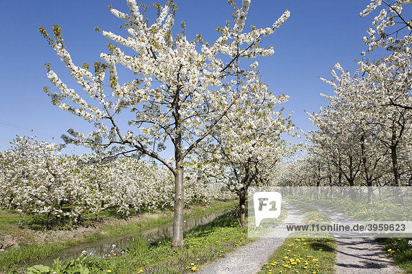 Blütenpracht im Frühjahr zur Zeit der Obstblüte  Kirschblüte  Altes Land  Niederelbe  Niedersachsen  Norddeutschland  Deutschland  Europa