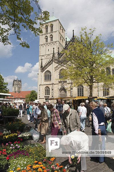 Weekly market on the cathedral square in front of the Paulusdom cathedral  Muenster  North Rhine-Westphalia  Germany  Europe