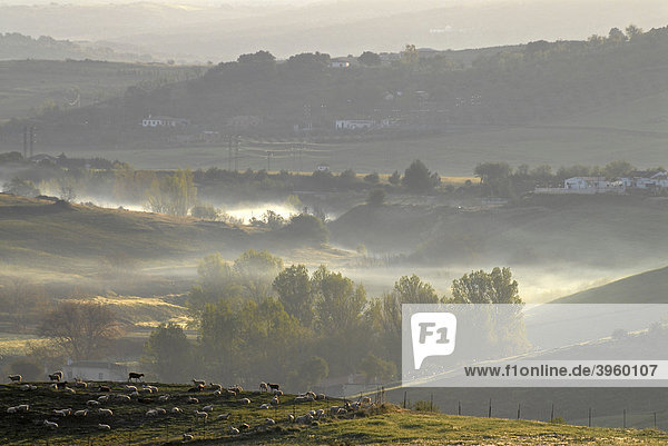 Andalusische Landschaft im sanften frühen Morgenlicht  von Ronda aus gesehen  Andalusien  Spanien  Europa