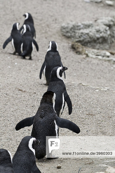 Eine Reihe von Humboldt-Pinguinen (Spheniscus humboldti)