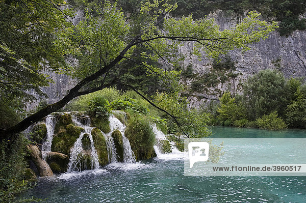 Kleiner Wasserfall in der Kaskadenlandschaft der Plitwitzer Seen  Nationalpark Plitwitzer Seen  Kroatien  Europa