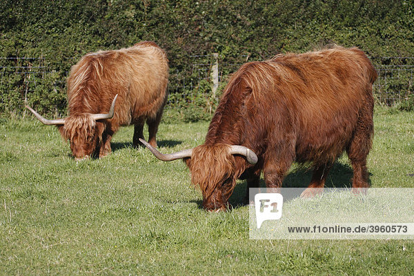 Zwei Aberdeen Angus Shetland Rinder auf der Weide