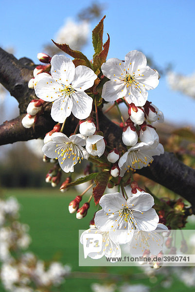 Kirschbaum (Prunus avium) blühend