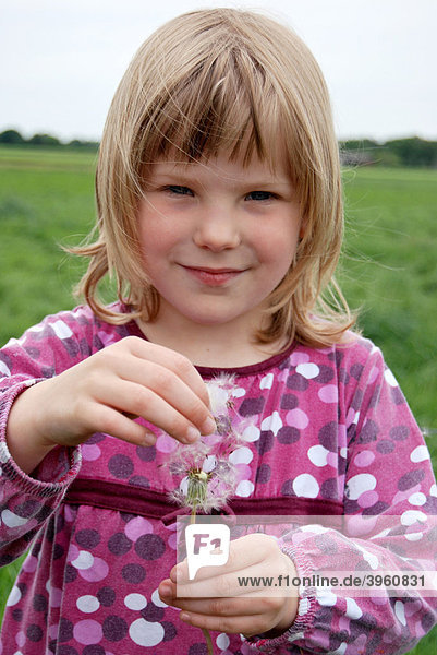 Fünfjähriges Mädchen zerpflückt eine Pusteblume  Löwenzahn (Taraxacum albidum)