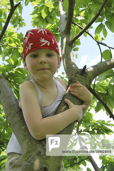 Girl  5 years old  wearing a pirate bandana  climbing in the top of a tree