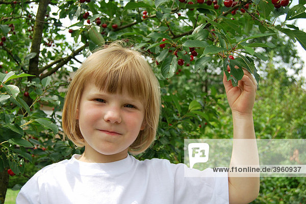 Blond girl  5 years  under a cherry tree  sour cherry (Prunus cerasus)