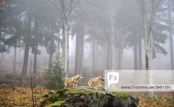 Wolf (Canis lupus)  Tierfreigelände bei Neuschönau  Nationalpark Bayerischer Wald  Niederbayern  Bayern  Deutschland  Europa