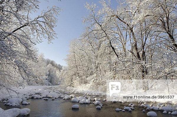 Verschneiter winterlicher Fluss  Mangfall bei Louisenthal  Tegernsee  Oberbayern  Bayern  Deutschland  Europa