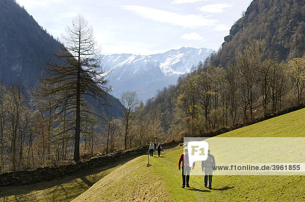 Am Schnalser Waalweg  Schnalswaalweg Schnalstal  Vinschgau  Südtirol  Italien Europa