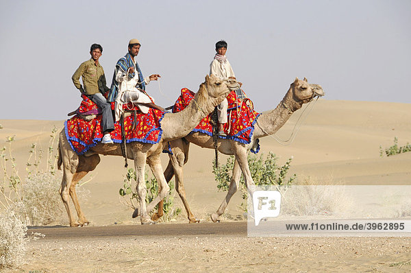 Inder auf Kamelen  bei Jaisalmer  Rajasthan  Nordindien  Asien