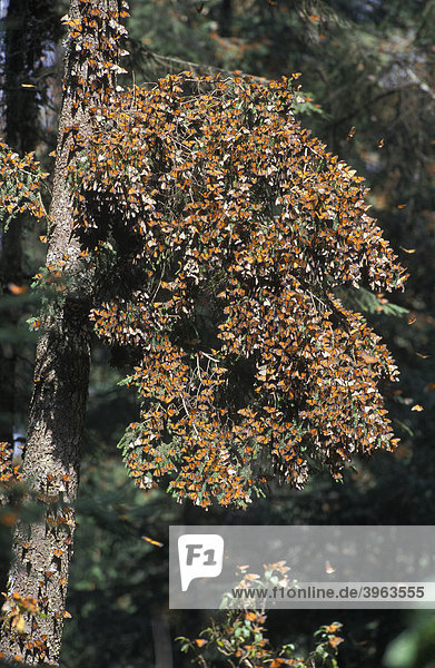 Monarchfalter (Danaus plexippus) bedecken einen Baum