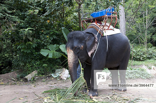Elefant beim NAMUANG Wasserfall auf der thailändischen Insel Ko Samui  Surat Thani  Thailand  Asien