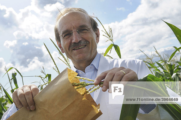 Prof. Dr. Melchinger  Forschungsbereich Hybridzüchtung  beim Sammeln von Pollen auf dem Versuchs-Maisfeld der Universität Hohenheim  Baden-Württemberg  Deutschland  Europa