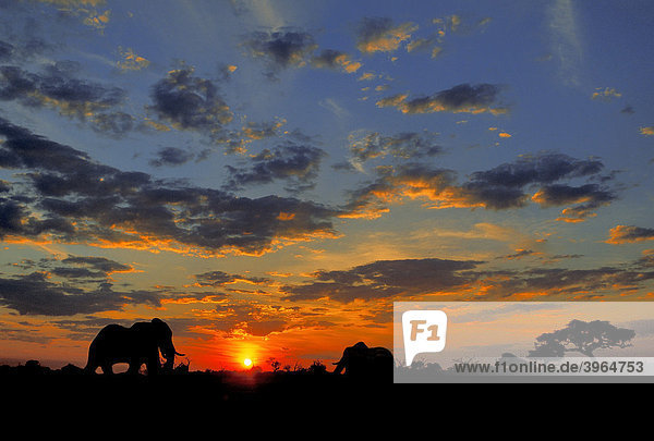 Abendstimmung  Afrikanische Elefanten (Loxodonta africana)  Savuti  Chobe Nationalpark  Botswana  südliches Afrika  Afrika
