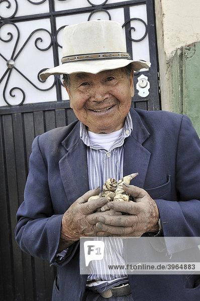 Elderly man  smiling  holding a freshly harvested tuber vegetable in the slums of Cerro Norte  Bogot·  Columbia