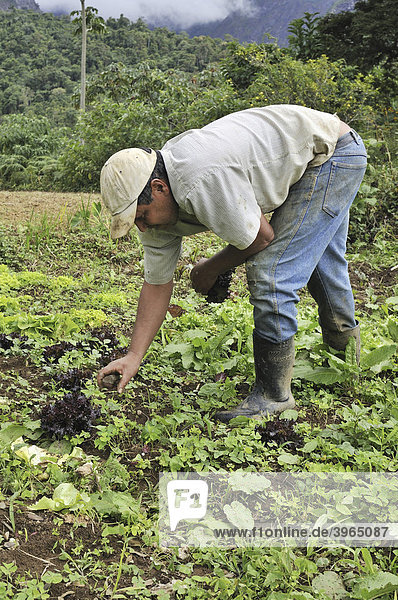 Farmers doing field work  organic farming  Petropolis  Rio de Janeiro  Brazil  South America