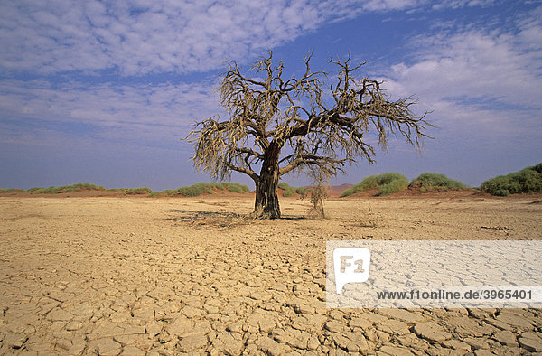 Wüstenimpressionen  Namib Wüste  Namibia  Afrika
