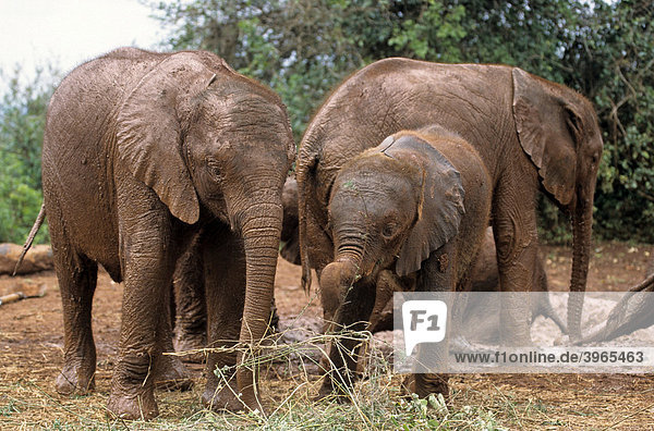 Junge Elefanten (Loxodonta africana)  Sheldrick's Elephant Orphanage  Waisenhaus für Elefanten  Nairobi Game Park  Kenia  Afrika
