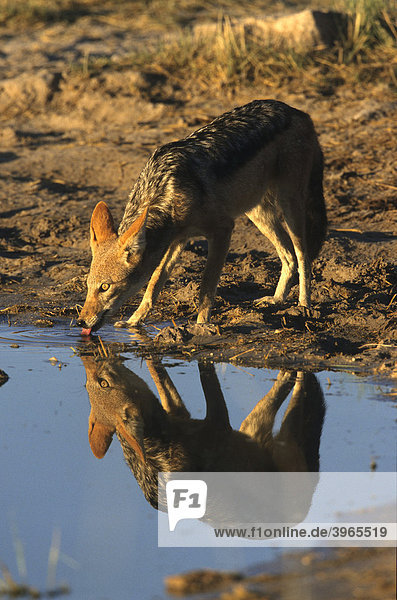 Schabrackenschakal (Canis mesomelas) mit Wasserspiegelung  Etosha-Nationalpark  Namibia  Afrika