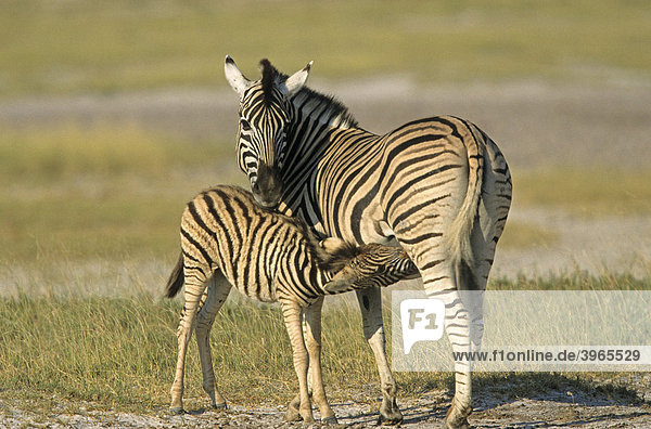 Young Zebra (Equus burchelli)  being suckled by mother