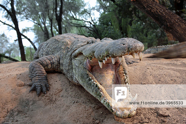 Krokodil (Crocodilia) zeigt die Zähne