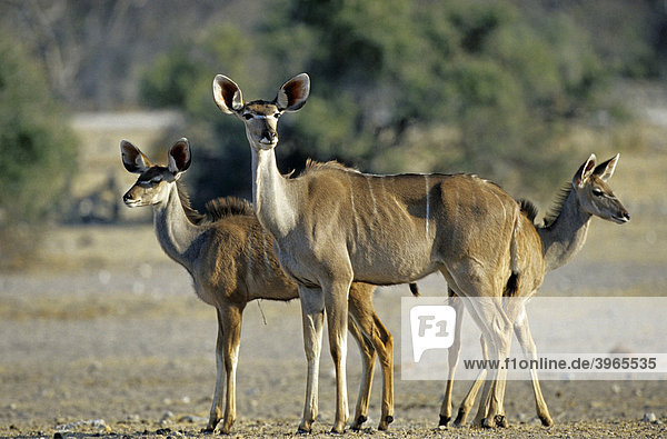 Großer Kudu (Tragelaphus strepsiceros)  Familie