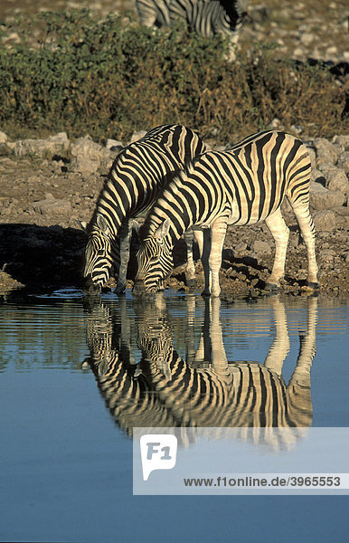 Steppenzebras (Equus burchelli) mit Reflektion an Wasserstelle  Namibia  Afrika equus burchelli  Zebra