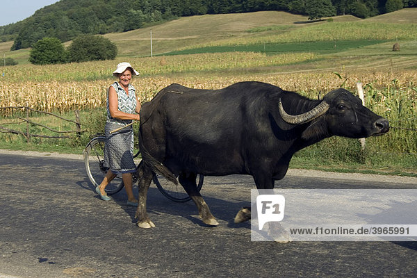 Woman with an ox and a bicycle on a country road  Maramures  Romania