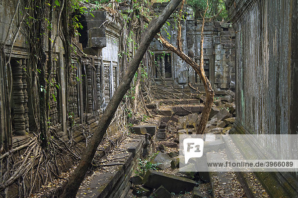 Wurzeln und Bäume überwuchern Ruinen  Beng Mealea Tempel  Angkor  Welterbe der UNESCO  Siem Reap  Kambodscha