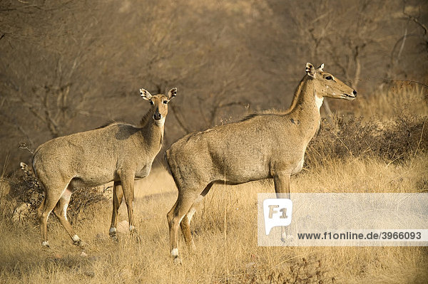 Sambar oder Pferdehirsche (Rusa unicolor oder Cervus unicolor)  Ranthambore Nationalpark  Rajasthan  Indien