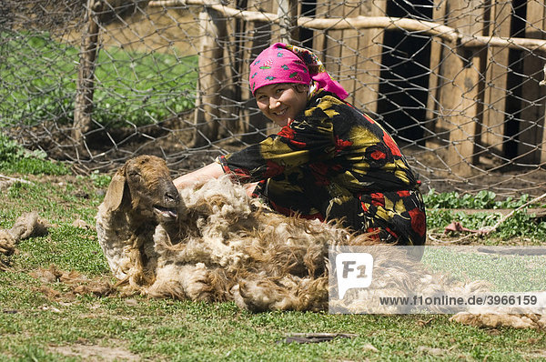 Kazakh Woman shearing a sheep  Kazakhstan