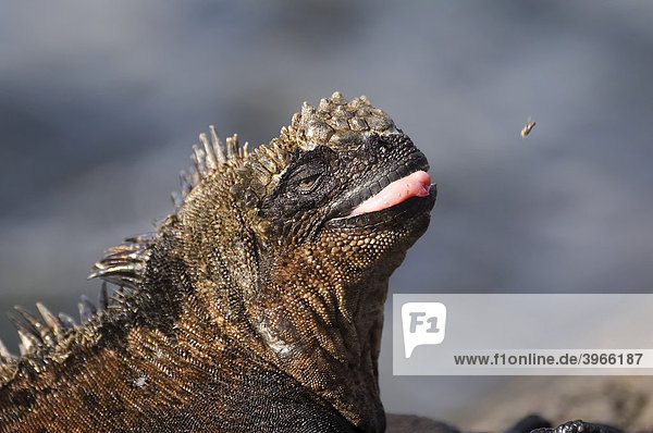 Meerechse (Amblyrhynchus cristatus)  Santiago Insel  Galapagosinseln  Welterbe der UNESCO  Ecuador