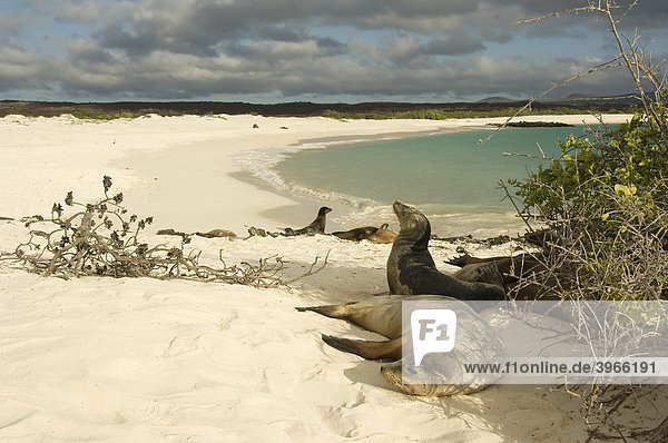 Kalifornische Seelöwen (Zalophus californianus)  San Cristobal Insel  Galapagosinseln  Welterbe der UNESCO  Ecuador