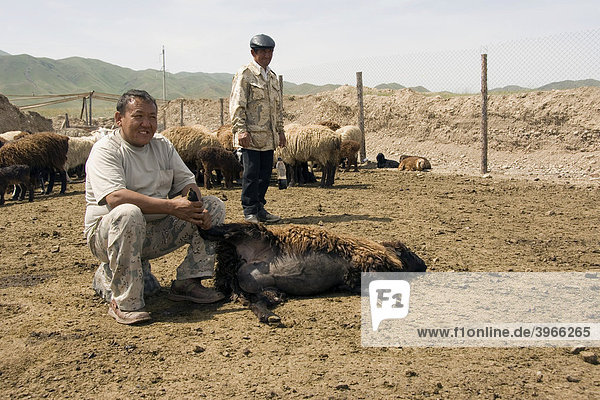 Sheep shearing  Kyrgystan