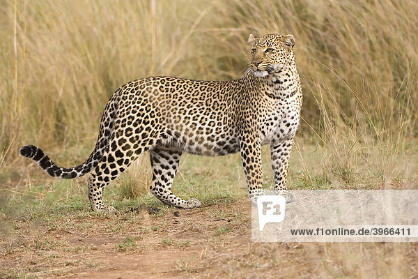 Leopard (Panthera pardus) Masai Mara Kenia Ostafrika
