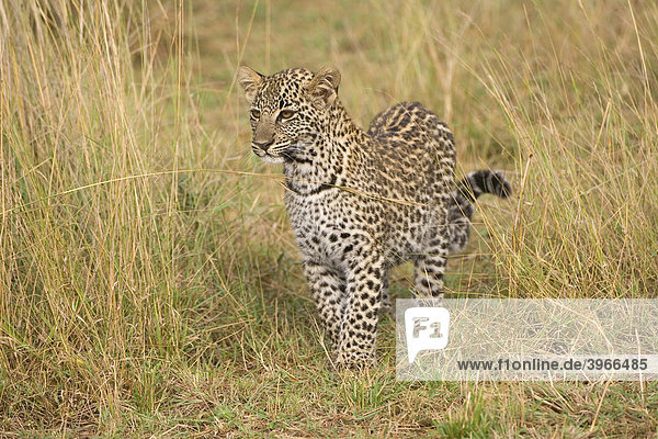 Junger Leopard (Panthera pardus) Masai Mara Kenia Ostafrika