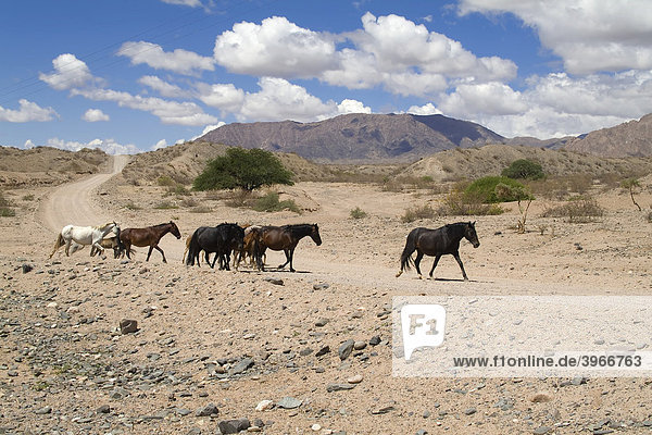 Pferde auf der Ruta 40  Calchaqui Tal  Argentinien