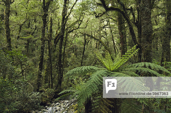 Fjordland Nationalpark  Südinsel  Neuseeland