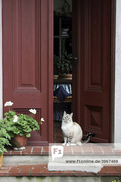 Katze sitzt in alter Haustür  sorbisches Bauernmuseum