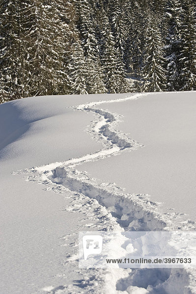 Tief verschneite Winterlandschaft mit Schneeschuhspur,  Achenkirch,  Tirol,  Österreich