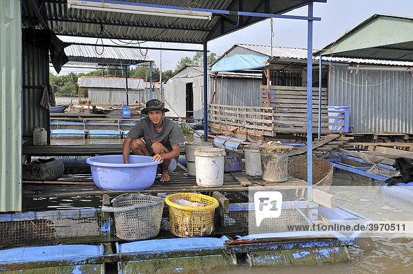 Junger Mann  wäscht frischen Fisch auf der Plattform einer schwimmenden Fischfarm  Vinh Long  Mekongdelta  Vietnam  Asien