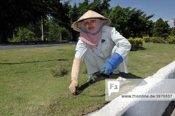 Vietnamesische Arbeiterin  mäht den Rasen mit einer Sichel  Handarbeit  Nui Ba Den  Tay Ninh  Vietnam  Asien