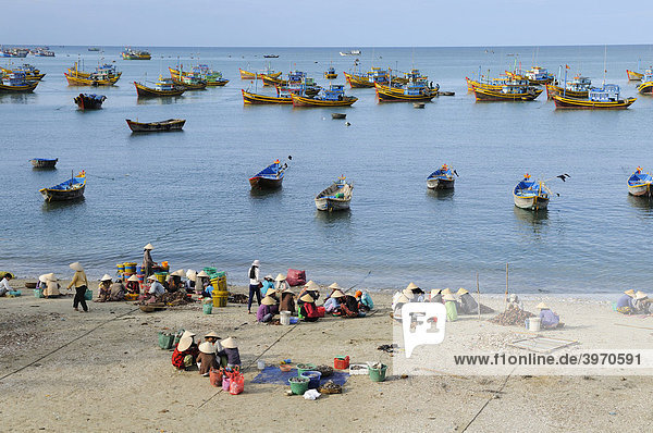 Frauen am Fischmarkt  hinten bunte Fischerboote aus Holz  Strand von Mui Ne  Vietnam  Asien