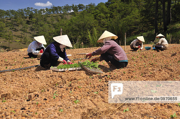 Planting salad  several women planting seedlings  field work  Dalat  Central Highlands  Vietnam  Asia